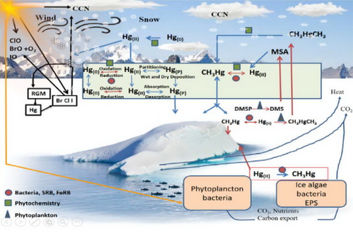 Biogeochemical cycles of Hg methylation in the cryosphere.jpg
