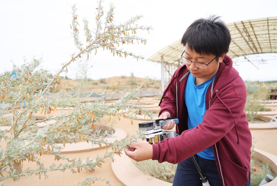 A researcher examines plants at Shapotou Desert Research and Experiment Station of the Chinese Academy of Sciences in northwest China's Ningxia Hui Autonomous Region, June 16, 2021.jpg