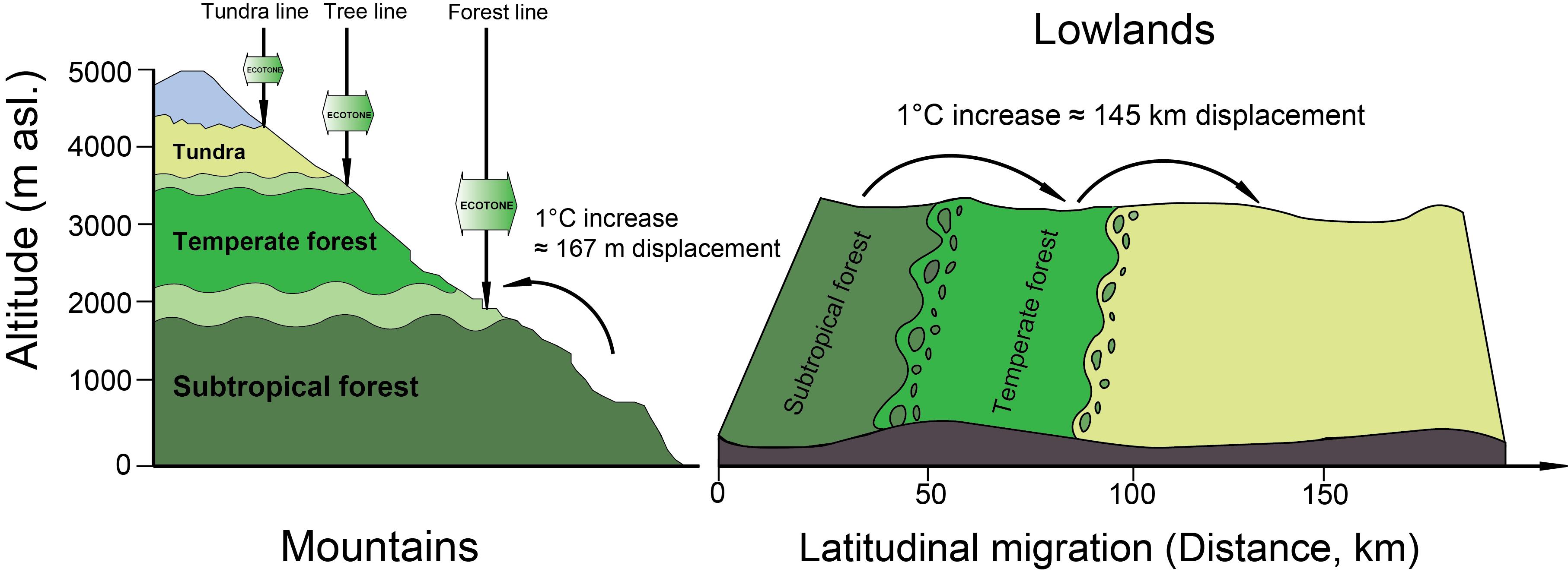 Succession model of vegetation belts to high altitudes and high latitudes.jpg