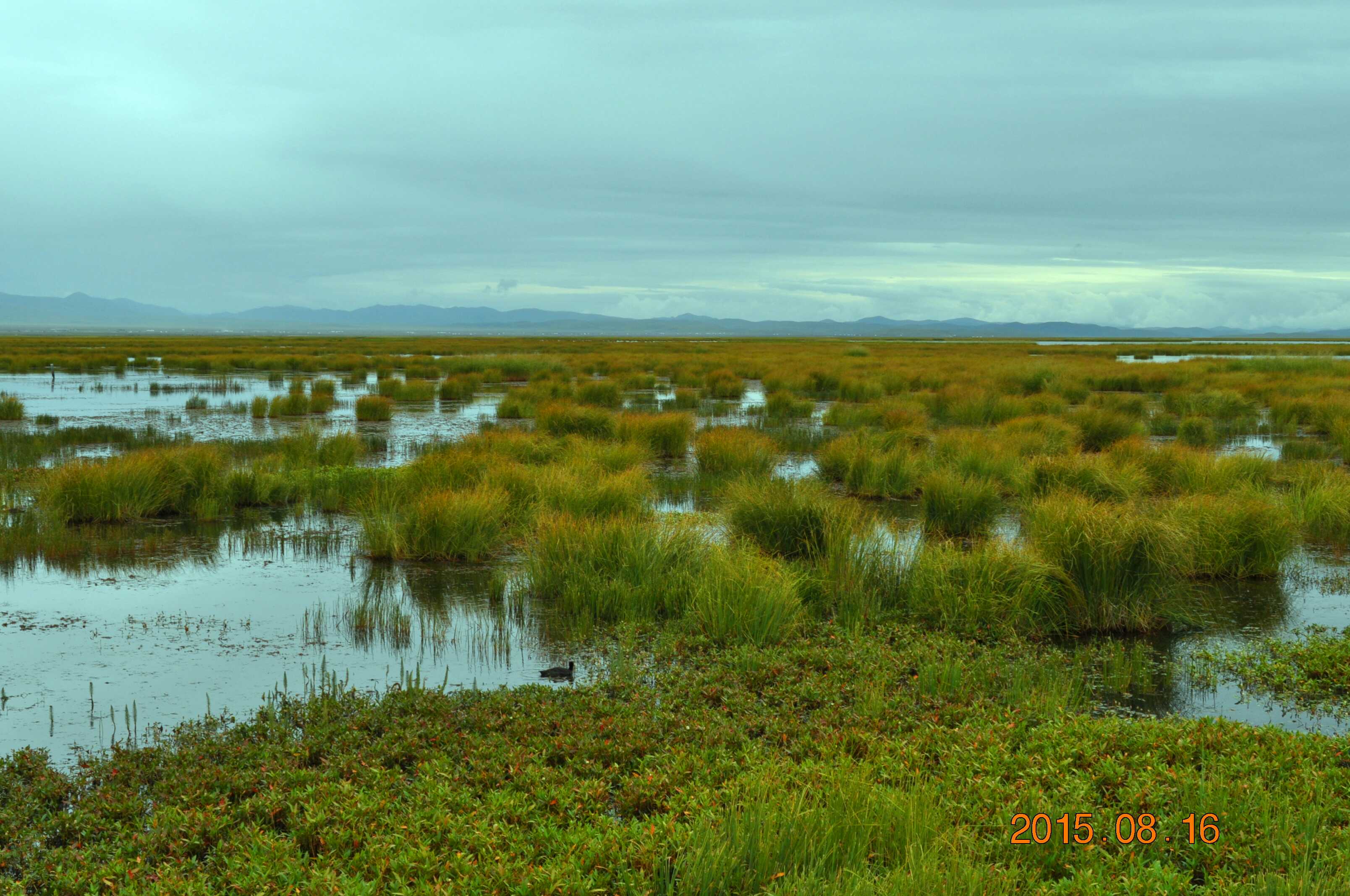 Exploring Controlling Factors of Water and Heat Exchanges over Zoige Wetland