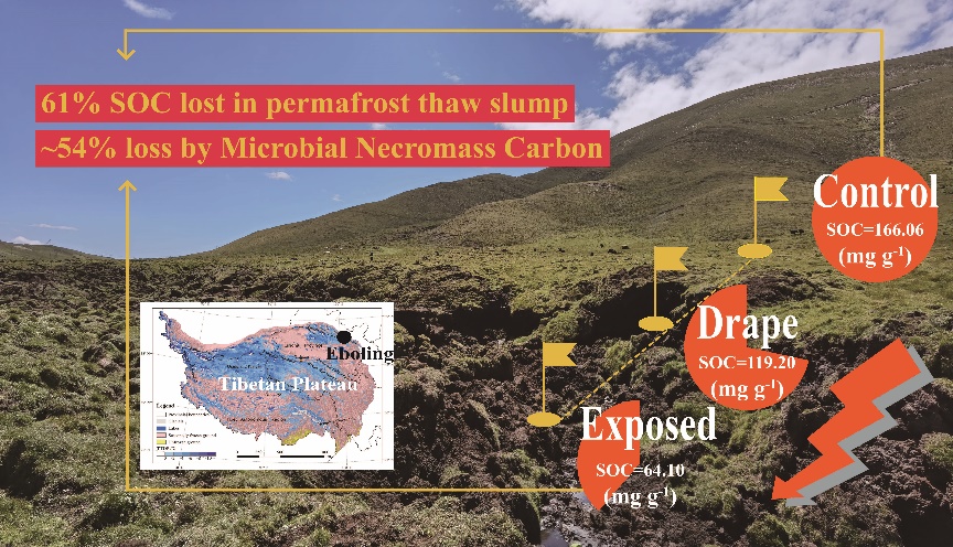 Microbial Necromass Carbon Causes Dramatic Carbon Loss in Permafrost Thaw Slump of Tibetan Plateau
