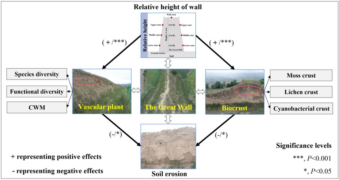 Researchers Reveal Vascular Plants and Biocrusts Collaborate to Mitigating Soil Erosion of the Great Wall