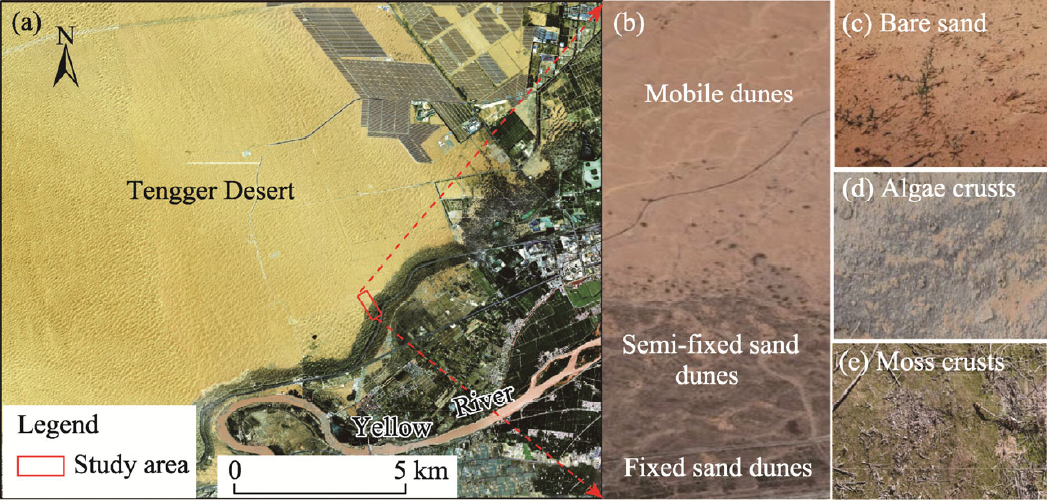 Wind Speed, Underlying Surface and Seed Morphological Traits Collaborate in Secondary Seed Dispersal in the Tengger Desert