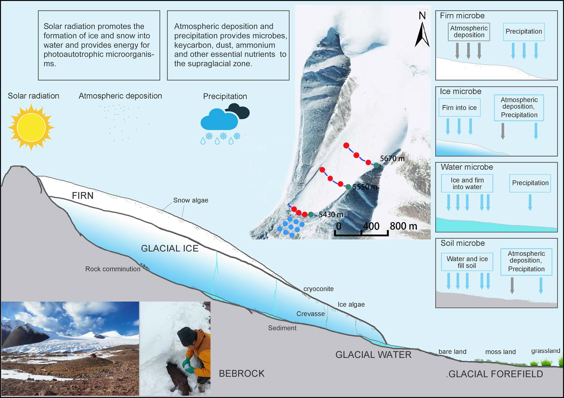 Glaciers Freezing and Melting Reshape Diversity and Structure of Glacier Microbial Communities