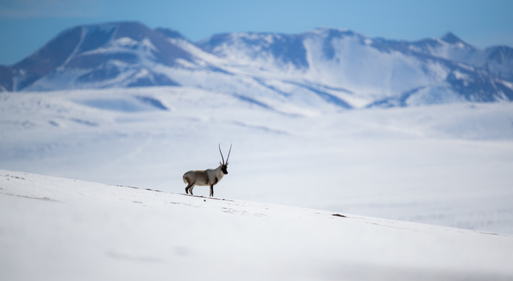 Study Adds Scientific Basis for Engineering, Eco-management on Qinghai-Tibet Plateau Frozen Ground